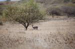 Safari Arba Minch -124.jpg