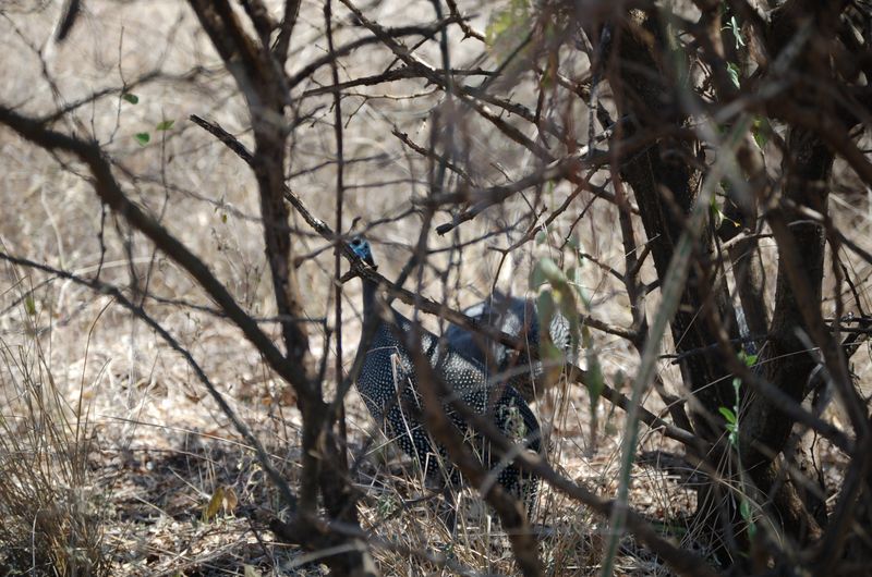 Safari Arba Minch -127.jpg