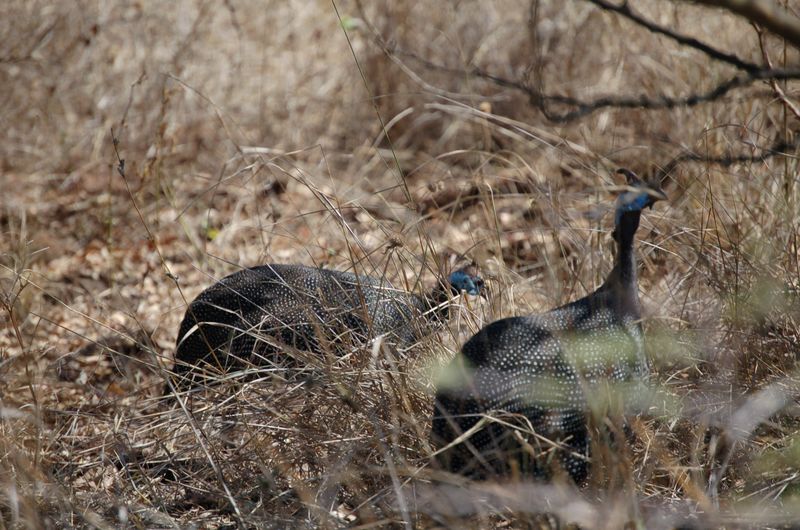 Safari Arba Minch -129.jpg