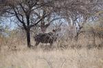 Safari Arba Minch -130.jpg