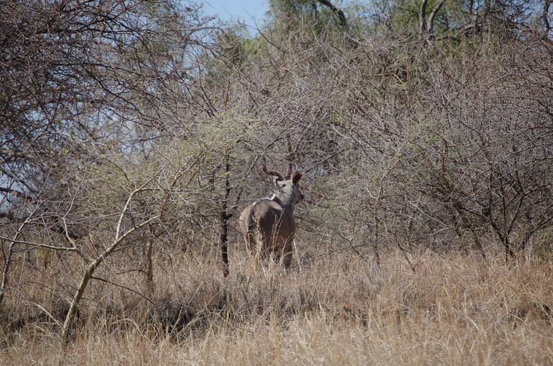 Safari Arba Minch -131.jpg