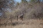 Safari Arba Minch -131.jpg