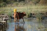 Safari Arba Minch -135.jpg