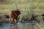 Safari Arba Minch -136.jpg