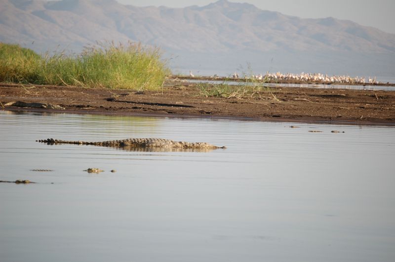 Safari Arba Minch -167.jpg