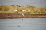 Safari Arba Minch -168.jpg