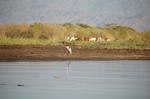 Safari Arba Minch -169.jpg