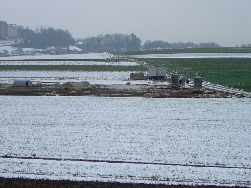 Scherz 05 -01.jpg