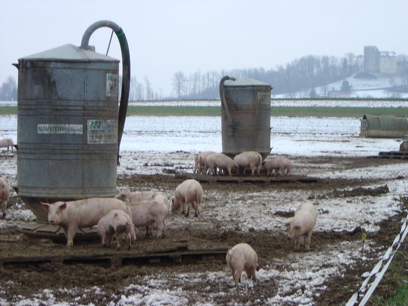 Scherz 05 -05.jpg