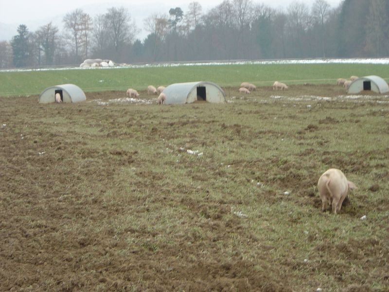 Scherz 05 -32.jpg