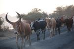 Animals -008.jpg