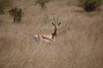 Animals -011.jpg