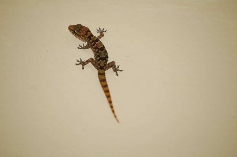 Animals -018.jpg