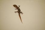 Animals -018.jpg