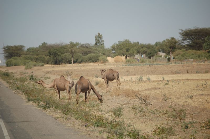 Animals -023.jpg