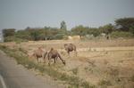 Animals -023.jpg