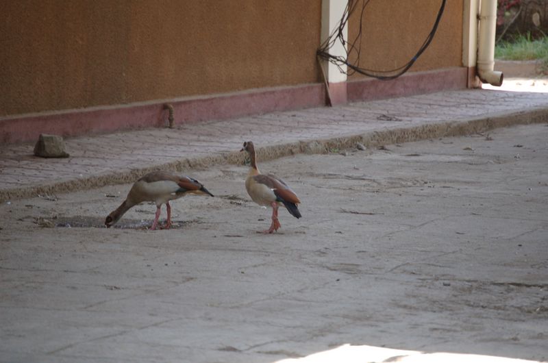 Animals -024.jpg