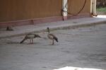 Animals -024.jpg