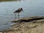 Animals -040.jpg