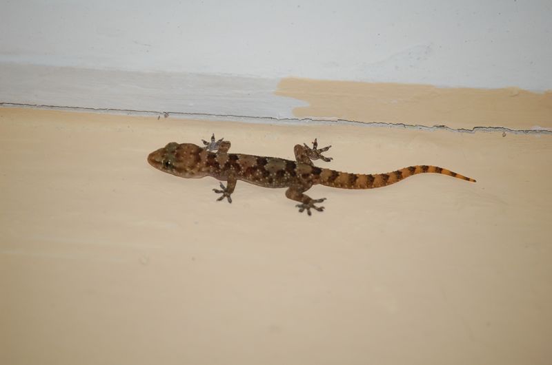 Animals -082.jpg