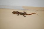 Animals -082.jpg