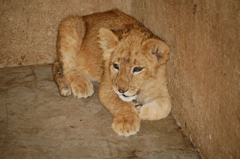 Animals -124.jpg