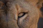 Animals -129.jpg