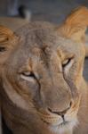 Animals -130.jpg