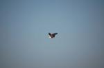 DSC_2266.JPG