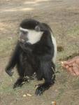 Monkeys -027.jpg