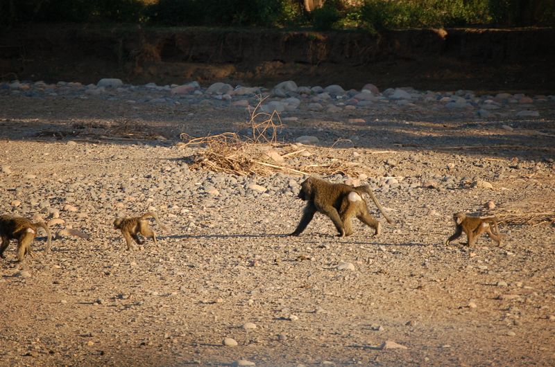 Monkeys -040.jpg