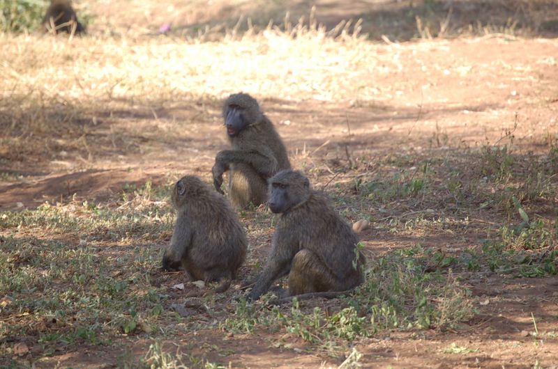 Monkeys -049.jpg