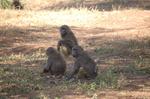 Monkeys -049.jpg