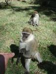 Monkeys -068.jpg