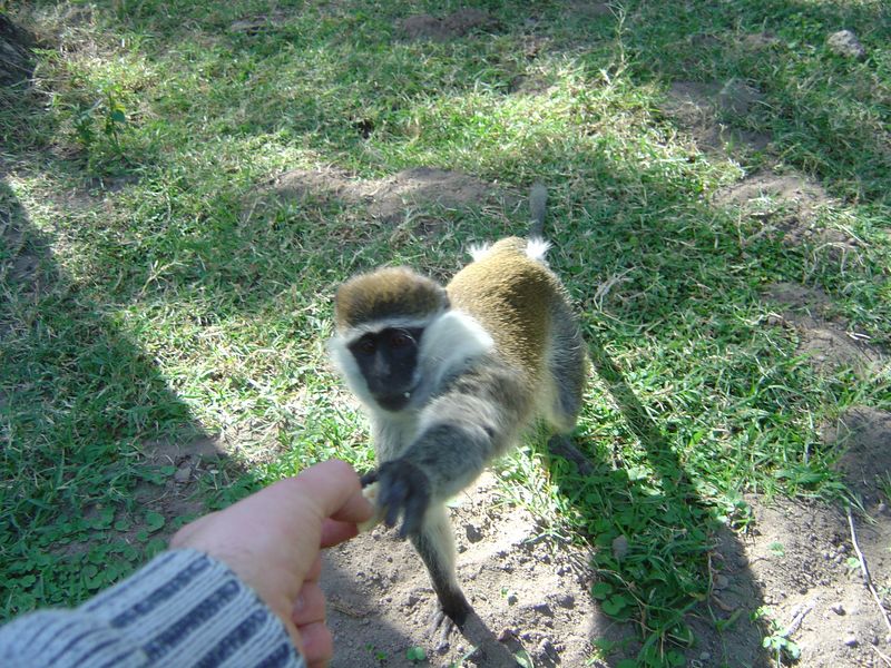 Monkeys -072.jpg