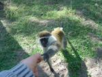 Monkeys -072.jpg