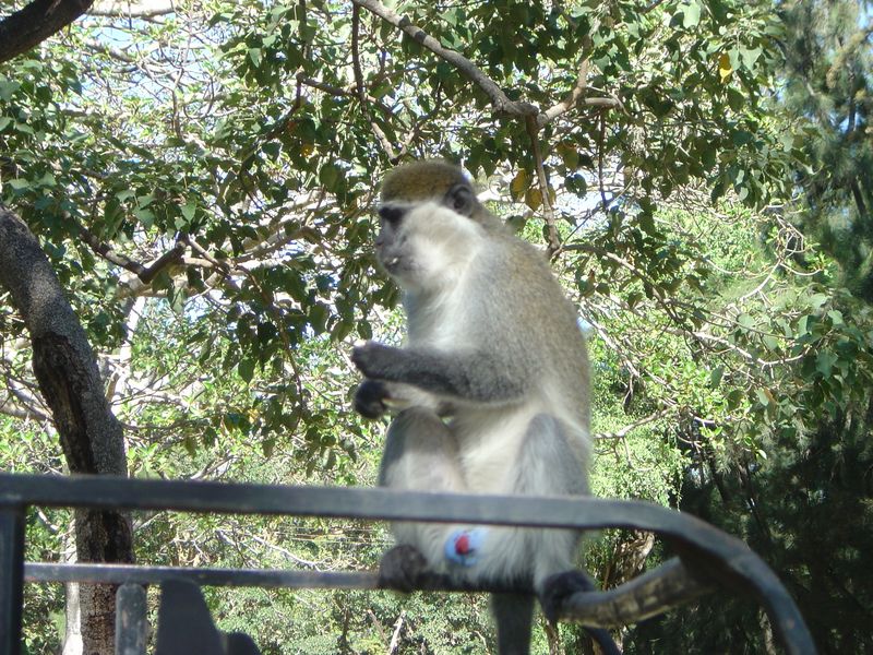 Monkeys -078.jpg