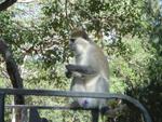 Monkeys -078.jpg
