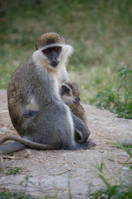 Monkeys -144.jpg