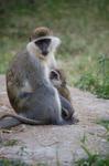 Monkeys -144.jpg