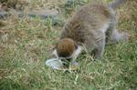 Monkeys -257.jpg