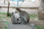 Monkeys -267.jpg