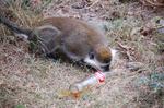 Monkeys -269.jpg