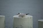 Geneve 22_03_06-010.jpg