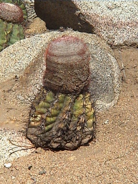 DSC00637