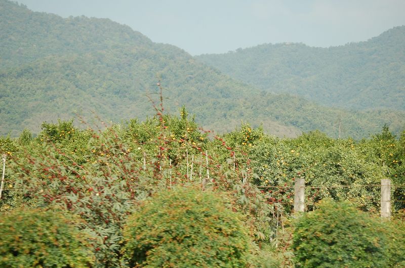 DSC_5236.JPG