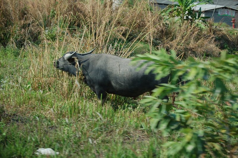 DSC_5429.JPG