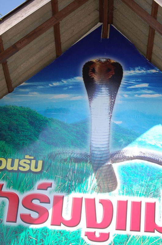 DSC_6512.JPG