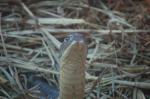 DSC_6515.JPG