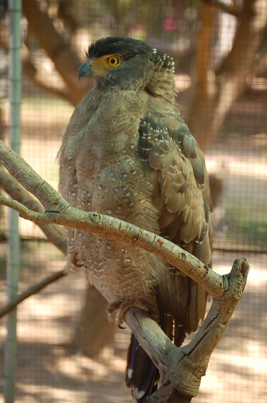 DSC_6531.JPG
